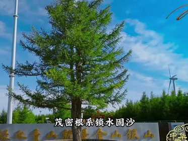 “140岁落叶松奇迹重生，唤醒荒漠绿洲新生”