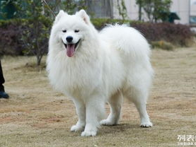 从萨摩耶的毛发现爱的真谛