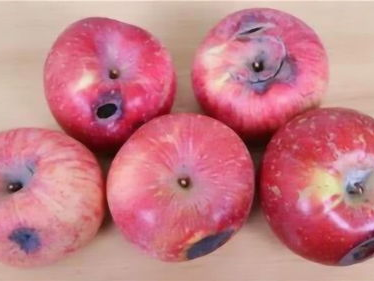 “苹果定律：先吃烂苹果，结局尽是烂果”