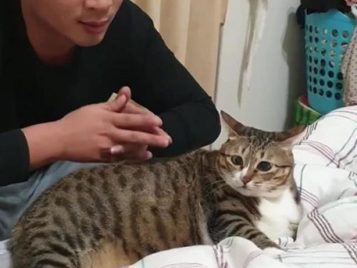 猫咪新伙伴：原来床上已有猫，新宠如何和谐共处