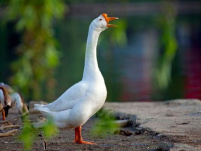 浙江跨晚“抓大鹅”式官宣，创意互动引领潮流