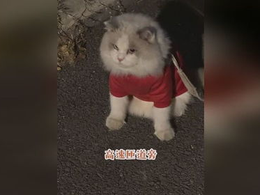 喵星奇遇：收费站偶遇会打电话的萌猫