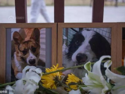 武汉3只宠物狗被毒死已立案侦查