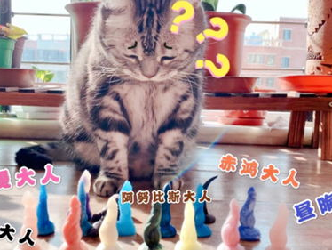 小猫我允许你哈气