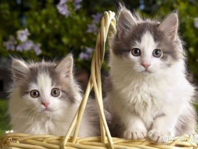 猫咪体重超标致称重器损坏，宠物肥胖问题引关注