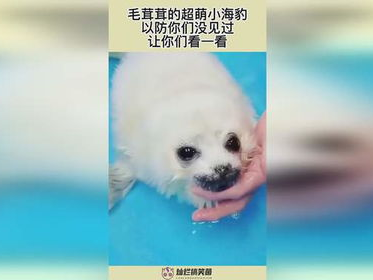 海豹炸毛奇观：揭秘海洋中的独特现象